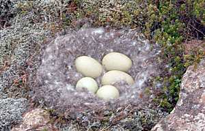bird's nest with eggs